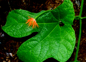  ( - BioBot01676)  @11 [ ] CreativeCommons - Attribution Non-Commercial Share-Alike (2010) Daniel H. Janzen Guanacaste Dry Forest Conservation Fund