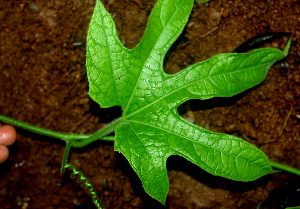  ( - BioBot01676)  @11 [ ] CreativeCommons - Attribution Non-Commercial Share-Alike (2010) Daniel H. Janzen Guanacaste Dry Forest Conservation Fund