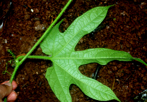  ( - BioBot01676)  @11 [ ] CreativeCommons - Attribution Non-Commercial Share-Alike (2010) Daniel H. Janzen Guanacaste Dry Forest Conservation Fund