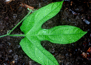  ( - BioBot01677)  @11 [ ] CreativeCommons - Attribution Non-Commercial Share-Alike (2010) Daniel H. Janzen Guanacaste Dry Forest Conservation Fund