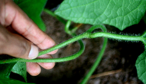  ( - BioBot01678)  @11 [ ] CreativeCommons - Attribution Non-Commercial Share-Alike (2010) Daniel H. Janzen Guanacaste Dry Forest Conservation Fund