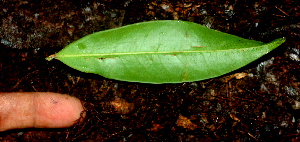  ( - BioBot01679)  @11 [ ] CreativeCommons - Attribution Non-Commercial Share-Alike (2010) Daniel H. Janzen Guanacaste Dry Forest Conservation Fund
