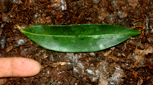  ( - BioBot01679)  @11 [ ] CreativeCommons - Attribution Non-Commercial Share-Alike (2010) Daniel H. Janzen Guanacaste Dry Forest Conservation Fund