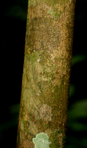  ( - BioBot01680)  @11 [ ] CreativeCommons - Attribution Non-Commercial Share-Alike (2010) Daniel H. Janzen Guanacaste Dry Forest Conservation Fund