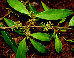  ( - BioBot01680)  @11 [ ] CreativeCommons - Attribution Non-Commercial Share-Alike (2010) Daniel H. Janzen Guanacaste Dry Forest Conservation Fund