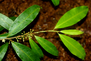  ( - BioBot01680)  @11 [ ] CreativeCommons - Attribution Non-Commercial Share-Alike (2010) Daniel H. Janzen Guanacaste Dry Forest Conservation Fund