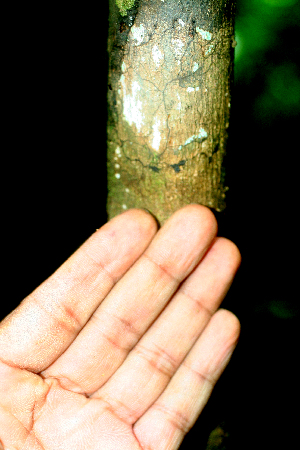  ( - BioBot01681)  @11 [ ] CreativeCommons - Attribution Non-Commercial Share-Alike (2010) Daniel H. Janzen Guanacaste Dry Forest Conservation Fund