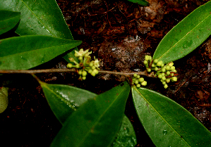 ( - BioBot01681)  @11 [ ] CreativeCommons - Attribution Non-Commercial Share-Alike (2010) Daniel H. Janzen Guanacaste Dry Forest Conservation Fund