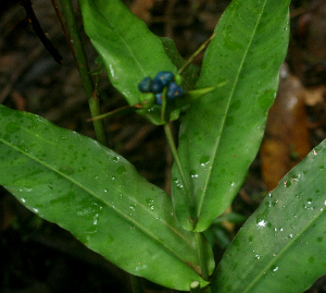  (Heliconia aurantiaca - BioBot01685)  @11 [ ] CreativeCommons - Attribution Non-Commercial Share-Alike (2010) Daniel H. Janzen Guanacaste Dry Forest Conservation Fund