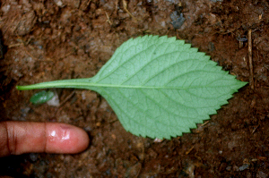  ( - BioBot01693)  @11 [ ] CreativeCommons - Attribution Non-Commercial Share-Alike (2010) Daniel H. Janzen Guanacaste Dry Forest Conservation Fund