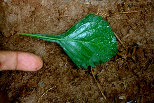  ( - BioBot01694)  @11 [ ] CreativeCommons - Attribution Non-Commercial Share-Alike (2010) Daniel H. Janzen Guanacaste Dry Forest Conservation Fund