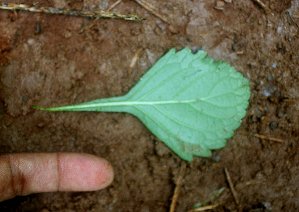  ( - BioBot01694)  @11 [ ] CreativeCommons - Attribution Non-Commercial Share-Alike (2010) Daniel H. Janzen Guanacaste Dry Forest Conservation Fund