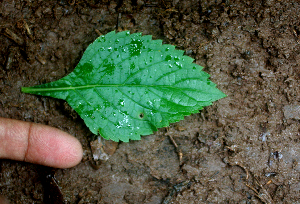  ( - BioBot01695)  @11 [ ] CreativeCommons - Attribution Non-Commercial Share-Alike (2010) Daniel H. Janzen Guanacaste Dry Forest Conservation Fund