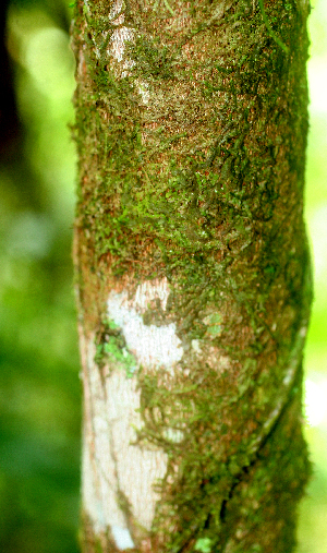  (Alchornea costaricensis - BioBot01739)  @11 [ ] CreativeCommons - Attribution Non-Commercial Share-Alike (2010) Daniel H. Janzen Guanacaste Dry Forest Conservation Fund