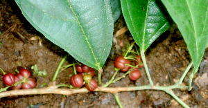  ( - BioBot01739)  @11 [ ] CreativeCommons - Attribution Non-Commercial Share-Alike (2010) Daniel H. Janzen Guanacaste Dry Forest Conservation Fund