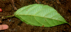  ( - BioBot01740)  @11 [ ] CreativeCommons - Attribution Non-Commercial Share-Alike (2010) Daniel H. Janzen Guanacaste Dry Forest Conservation Fund