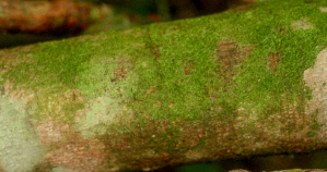  (Alchornea costaricensis - BioBot01741)  @11 [ ] CreativeCommons - Attribution Non-Commercial Share-Alike (2010) Daniel H. Janzen Guanacaste Dry Forest Conservation Fund
