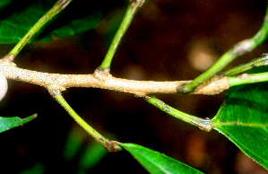  ( - BioBot01741)  @11 [ ] CreativeCommons - Attribution Non-Commercial Share-Alike (2010) Daniel H. Janzen Guanacaste Dry Forest Conservation Fund