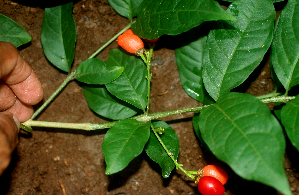  ( - BioBot01748)  @11 [ ] CreativeCommons - Attribution Non-Commercial Share-Alike (2010) Daniel H. Janzen Guanacaste Dry Forest Conservation Fund