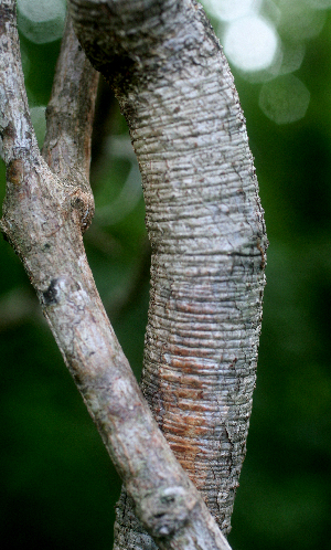  ( - BioBot01759)  @11 [ ] CreativeCommons - Attribution Non-Commercial Share-Alike (2010) Daniel H. Janzen Guanacaste Dry Forest Conservation Fund