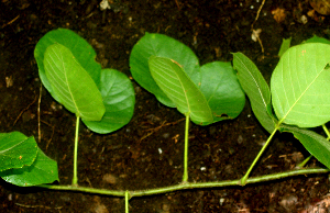  ( - BioBot01760)  @11 [ ] CreativeCommons - Attribution Non-Commercial Share-Alike (2010) Daniel H. Janzen Guanacaste Dry Forest Conservation Fund