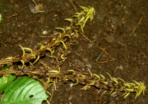  ( - BioBot01760)  @11 [ ] CreativeCommons - Attribution Non-Commercial Share-Alike (2010) Daniel H. Janzen Guanacaste Dry Forest Conservation Fund