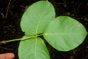  ( - BioBot01760)  @11 [ ] CreativeCommons - Attribution Non-Commercial Share-Alike (2010) Daniel H. Janzen Guanacaste Dry Forest Conservation Fund