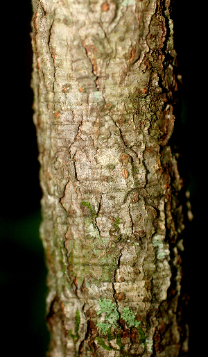  ( - BioBot01761)  @11 [ ] CreativeCommons - Attribution Non-Commercial Share-Alike (2010) Daniel H. Janzen Guanacaste Dry Forest Conservation Fund