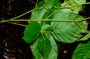  ( - BioBot01761)  @11 [ ] CreativeCommons - Attribution Non-Commercial Share-Alike (2010) Daniel H. Janzen Guanacaste Dry Forest Conservation Fund