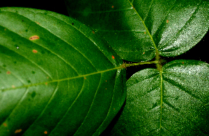  ( - BioBot01761)  @11 [ ] CreativeCommons - Attribution Non-Commercial Share-Alike (2010) Daniel H. Janzen Guanacaste Dry Forest Conservation Fund