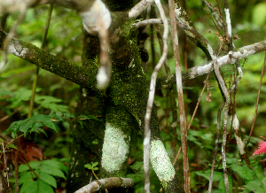  ( - BioBot01766)  @11 [ ] CreativeCommons - Attribution Non-Commercial Share-Alike (2010) Daniel H. Janzen Guanacaste Dry Forest Conservation Fund