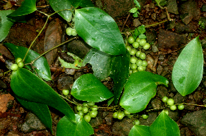  ( - BioBot01767)  @11 [ ] CreativeCommons - Attribution Non-Commercial Share-Alike (2010) Daniel H. Janzen Guanacaste Dry Forest Conservation Fund