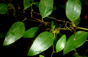  ( - BioBot01768)  @11 [ ] CreativeCommons - Attribution Non-Commercial Share-Alike (2010) Daniel H. Janzen Guanacaste Dry Forest Conservation Fund