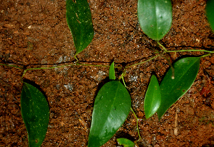  ( - BioBot01768)  @11 [ ] CreativeCommons - Attribution Non-Commercial Share-Alike (2010) Daniel H. Janzen Guanacaste Dry Forest Conservation Fund