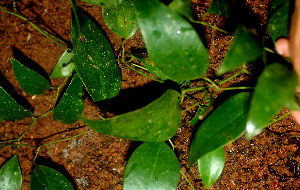  ( - BioBot01768)  @11 [ ] CreativeCommons - Attribution Non-Commercial Share-Alike (2010) Daniel H. Janzen Guanacaste Dry Forest Conservation Fund