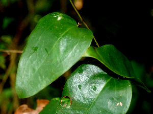  ( - BioBot01769)  @11 [ ] CreativeCommons - Attribution Non-Commercial Share-Alike (2010) Daniel H. Janzen Guanacaste Dry Forest Conservation Fund