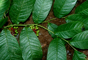  (Guatteria diospyroides - BioBot01771)  @11 [ ] CreativeCommons - Attribution Non-Commercial Share-Alike (2010) Daniel H. Janzen Guanacaste Dry Forest Conservation Fund
