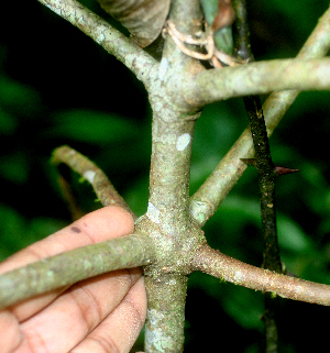  ( - BioBot01780)  @11 [ ] CreativeCommons - Attribution Non-Commercial Share-Alike (2010) Daniel H. Janzen Guanacaste Dry Forest Conservation Fund