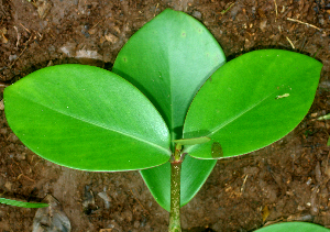  ( - BioBot01780)  @11 [ ] CreativeCommons - Attribution Non-Commercial Share-Alike (2010) Daniel H. Janzen Guanacaste Dry Forest Conservation Fund