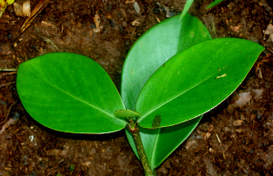  ( - BioBot01780)  @11 [ ] CreativeCommons - Attribution Non-Commercial Share-Alike (2010) Daniel H. Janzen Guanacaste Dry Forest Conservation Fund