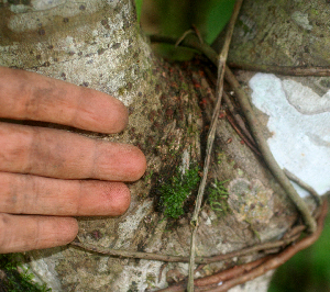  ( - BioBot01783)  @11 [ ] CreativeCommons - Attribution Non-Commercial Share-Alike (2010) Daniel H. Janzen Guanacaste Dry Forest Conservation Fund