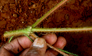  ( - BioBot01789)  @11 [ ] CreativeCommons - Attribution Non-Commercial Share-Alike (2010) Daniel H. Janzen Guanacaste Dry Forest Conservation Fund