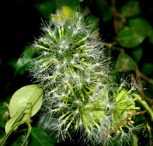  (Inga sertulifera - BioBot01799)  @11 [ ] CreativeCommons - Attribution Non-Commercial Share-Alike (2010) Daniel H. Janzen Guanacaste Dry Forest Conservation Fund