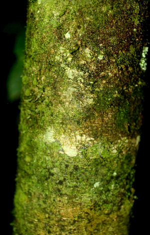  ( - BioBot01799)  @11 [ ] CreativeCommons - Attribution Non-Commercial Share-Alike (2010) Daniel H. Janzen Guanacaste Dry Forest Conservation Fund