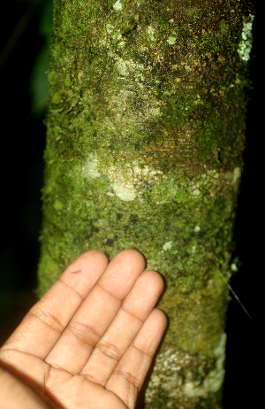  (Inga sertulifera - BioBot01799)  @11 [ ] CreativeCommons - Attribution Non-Commercial Share-Alike (2010) Daniel H. Janzen Guanacaste Dry Forest Conservation Fund