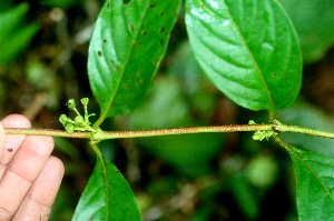  ( - BioBot01803)  @11 [ ] CreativeCommons - Attribution Non-Commercial Share-Alike (2010) Daniel H. Janzen Guanacaste Dry Forest Conservation Fund