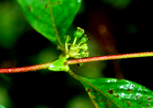  ( - BioBot01803)  @11 [ ] CreativeCommons - Attribution Non-Commercial Share-Alike (2010) Daniel H. Janzen Guanacaste Dry Forest Conservation Fund