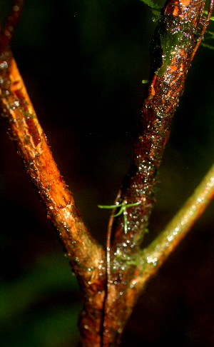  ( - BioBot01807)  @11 [ ] CreativeCommons - Attribution Non-Commercial Share-Alike (2010) Daniel H. Janzen Guanacaste Dry Forest Conservation Fund