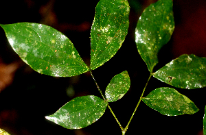  (Calliandra rhocephala - BioBot01810)  @11 [ ] CreativeCommons - Attribution Non-Commercial Share-Alike (2010) Daniel H. Janzen Guanacaste Dry Forest Conservation Fund