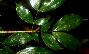  ( - BioBot01810)  @11 [ ] CreativeCommons - Attribution Non-Commercial Share-Alike (2010) Daniel H. Janzen Guanacaste Dry Forest Conservation Fund